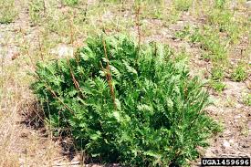 Wednesday, June 22 – Wyoming Weeds: How to Identify/ How to Control
